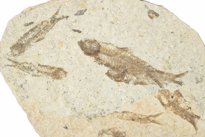 Fossil Fish (Knightia) Mortality Plate - Wyoming #339058